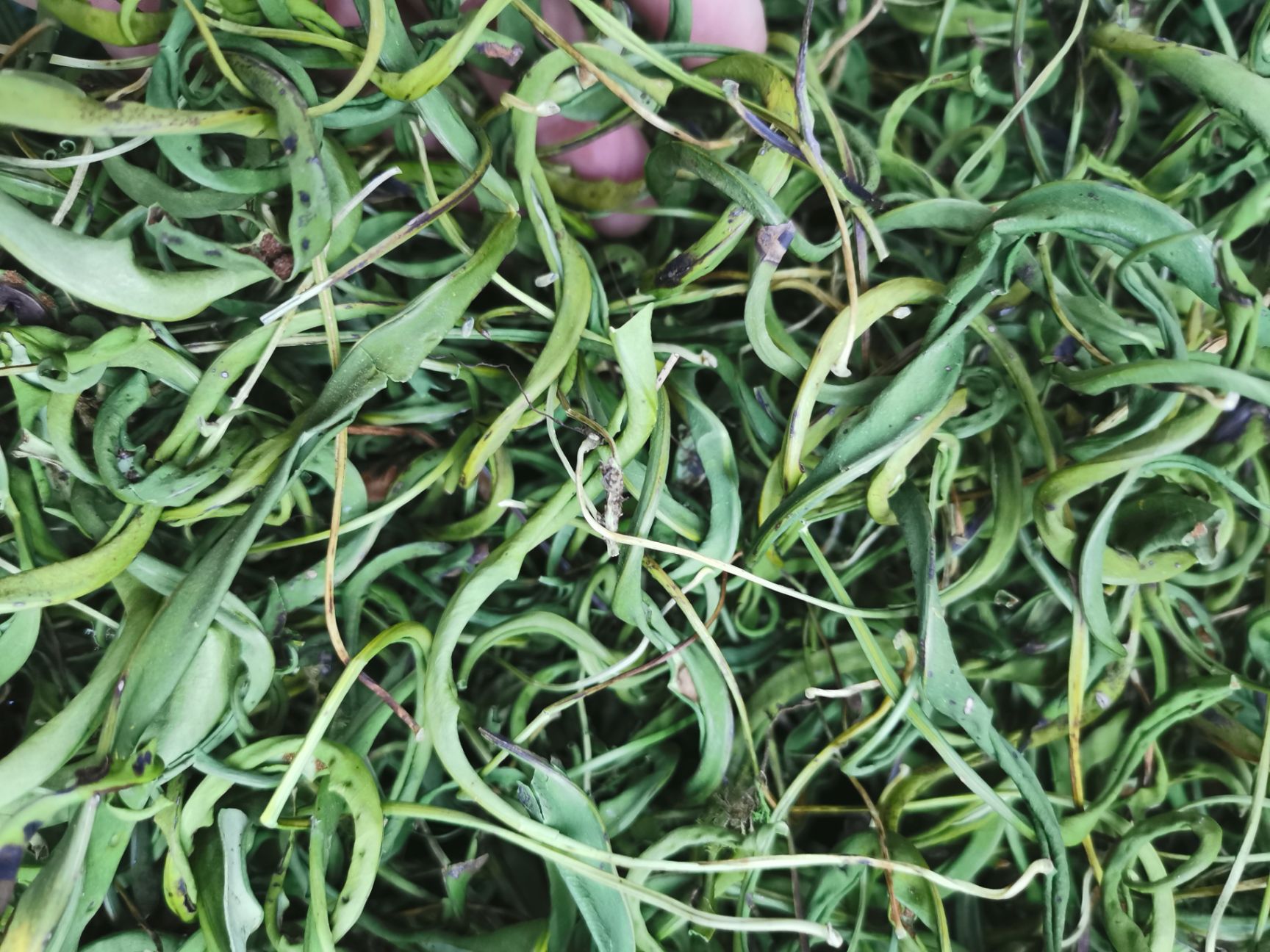 1斤 老挝化石草 中叶子化石草 肾精茶 现货批发