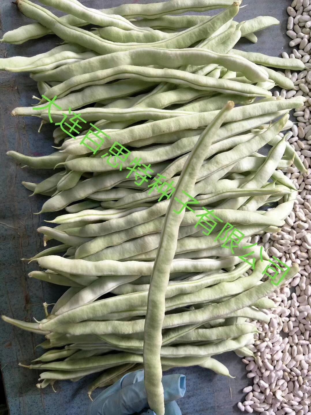 白芸豆  高产，抗病的品种蔬菜种子