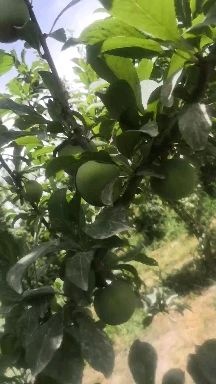阿克苏市恐龙蛋血丝李 恐龙蛋