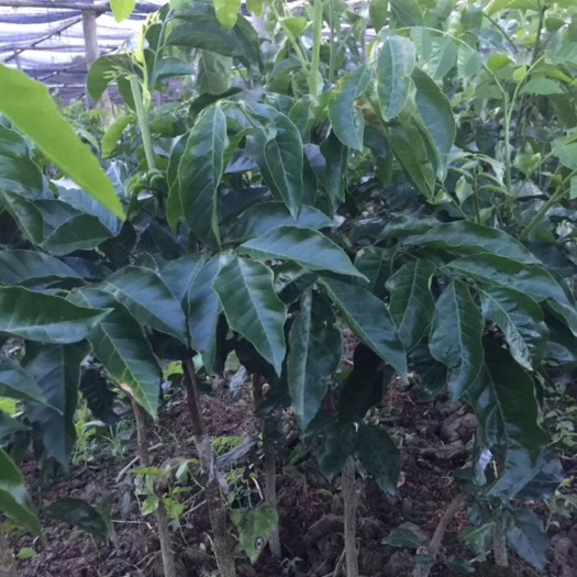 灵山县黑黄皮果苗  广西嫁接黄皮果树苗无核鸡心黄皮树苗黑黄皮冰糖黄皮果苗盆栽地