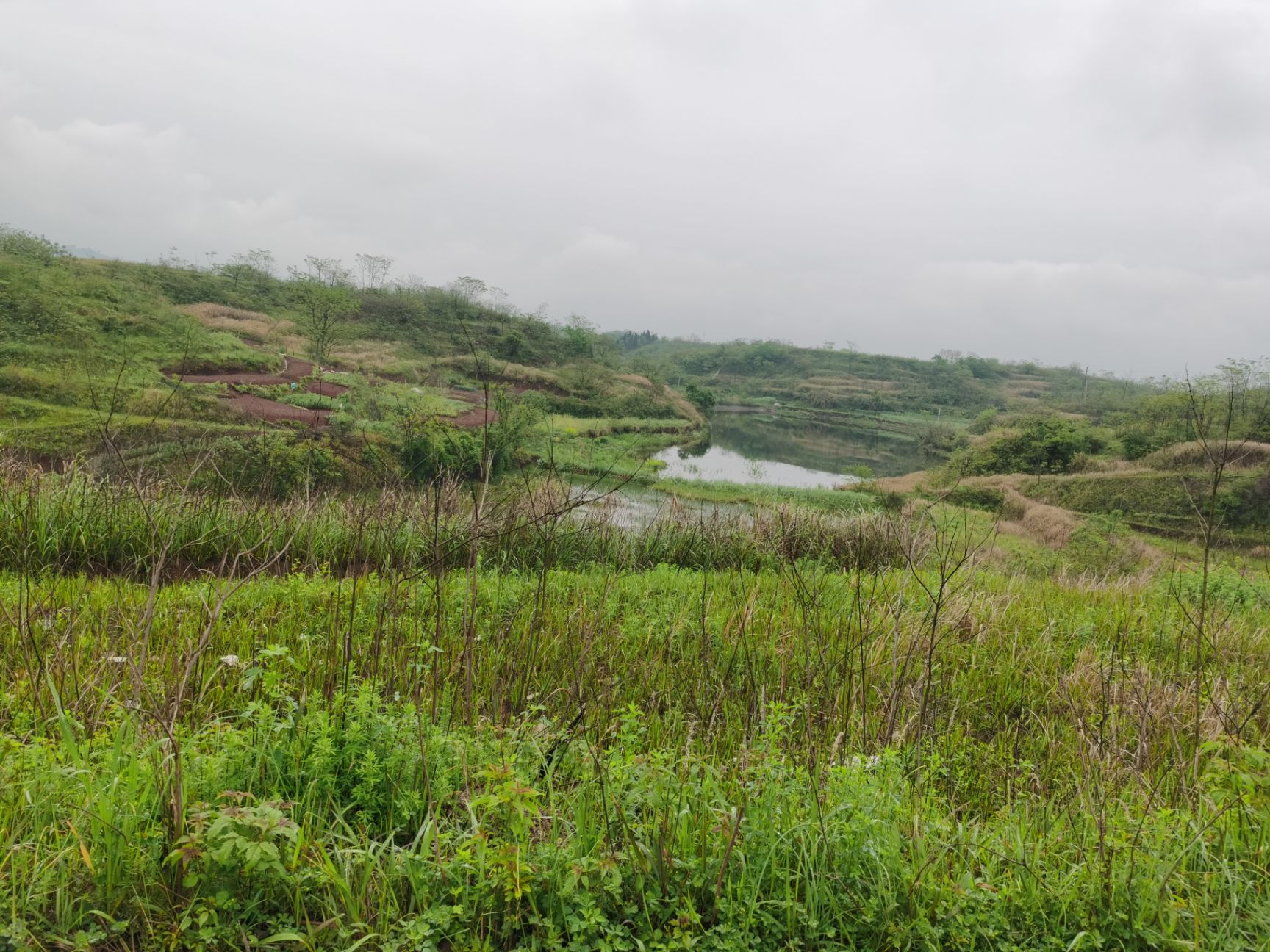 3800亩大面积农村荒山荒地林地出租流转