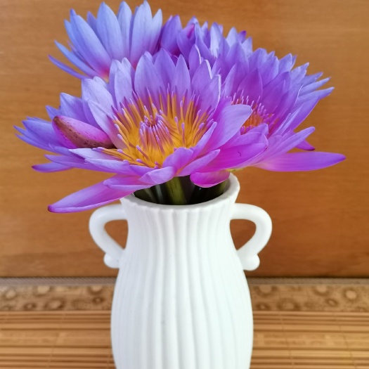 重庆市 睡莲鲜花基地直销，紫色蓝色香槟色