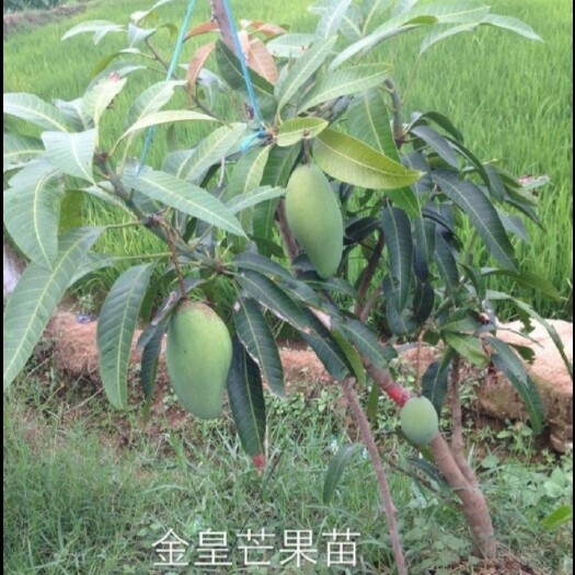 灵山县包邮，金煌芒果苗，嫁接苗，裸根苗，营养杯苗，打土球苗。