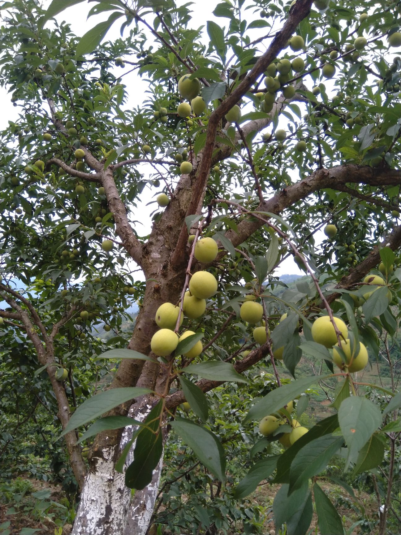  江安李，无农药，不施肥，天然