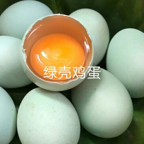  五黑绿壳蛋鸡苗