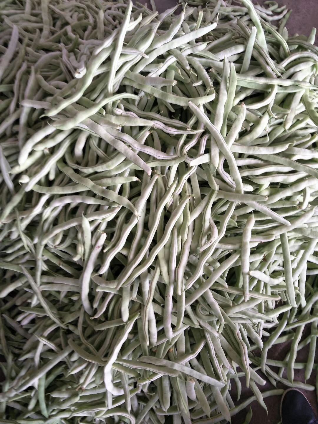 白芸豆  高产，抗病的品种蔬菜种子