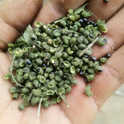 华坪县 我有优质的青花椒，说自产自销，没打农药，施羊粪的绿色无公食品
