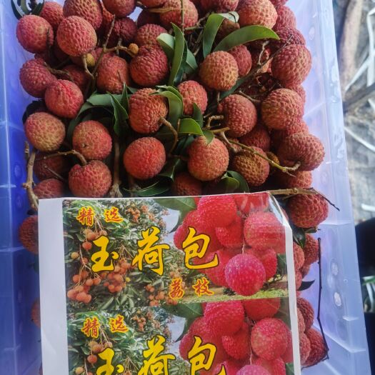 阳西县 玉荷包荔枝大量上市，个头大，口感好，需要的联系我