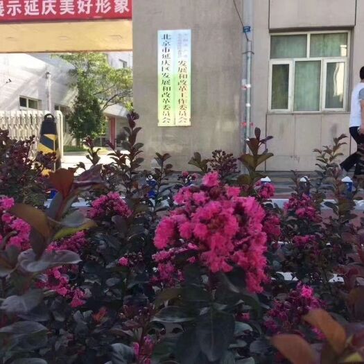 常州 美国红叶紫薇小杯苗苗农直销