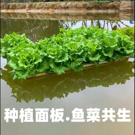 水培容器 水上栽培浮床厂家直销鱼菜，鱼稻共生新型水面种植设备