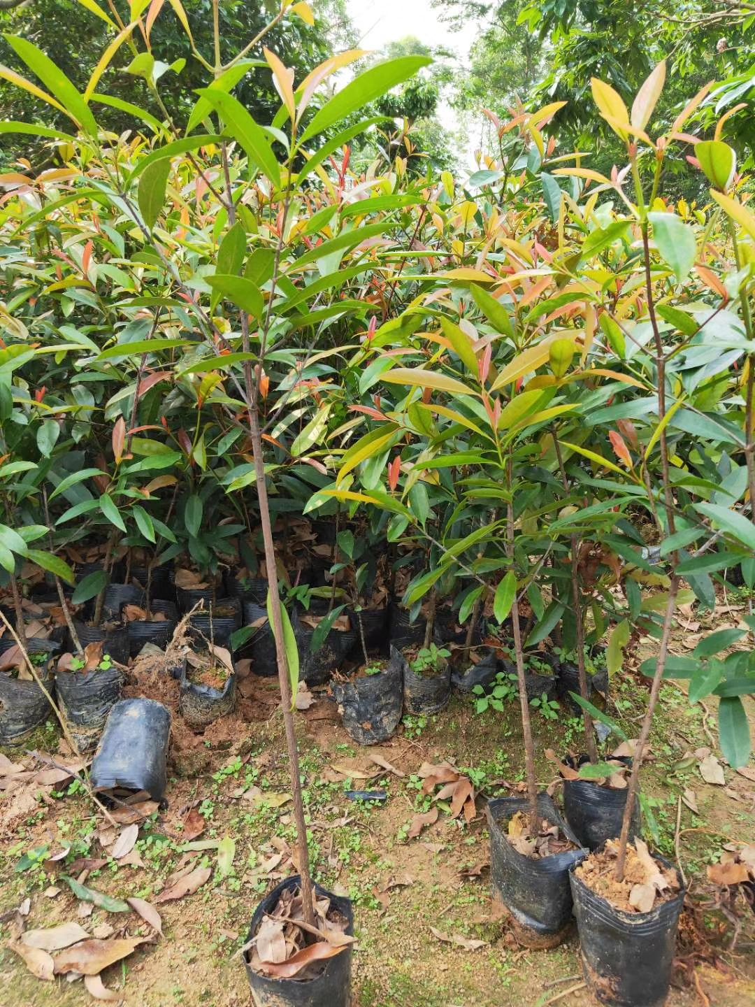 广西正宗岭南山竹罗蒙树粘芽子黄金山竹营养袋杯苗包邮