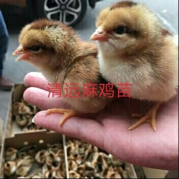 遵义 清远麻鸡苗