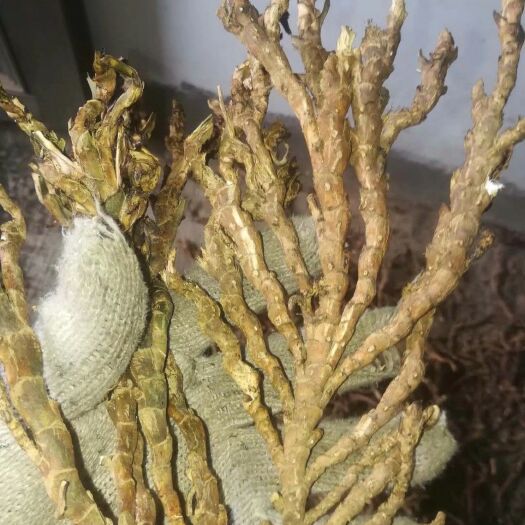 东台市卖掉了没有货了石菖蒲，干货无须，烧过毛，统货需要的联系我