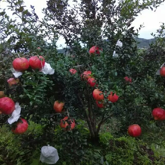会理市 专注石榴种植 注重品质