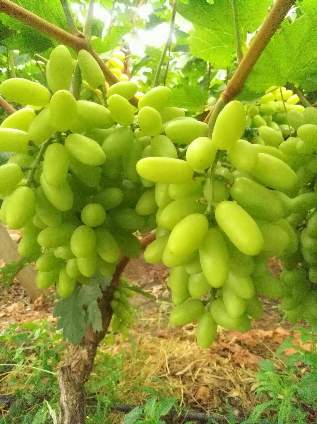 无核青提葡萄 云南白鸡心葡萄 云南宾川白鸡心产地代办