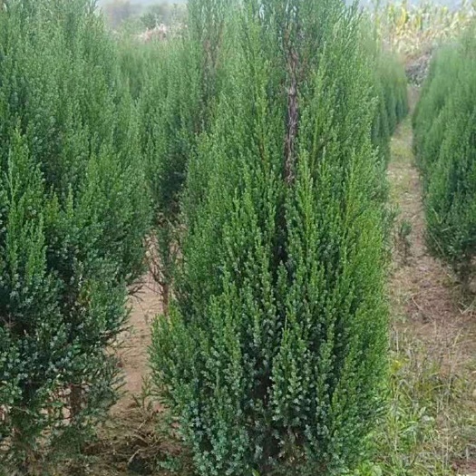 灵山县塔柏树苗 广西墓地四季长青松柏尖柏刺柏柏枝带泥发货包邮