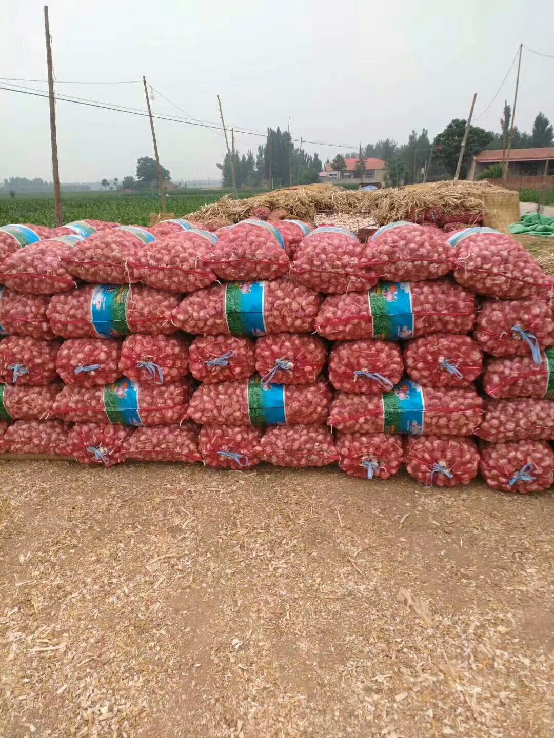 大蒜种子  早中熟太空王二号紫红皮蒜种，抗病抗倒产量高。