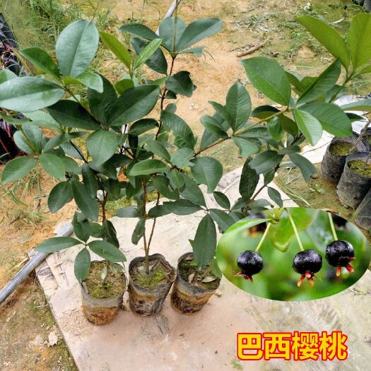 灵山县巴西樱桃苗  巴西樱桃树苗车厘子苗南北方种植绿化庭院盆栽地栽樱桃苗带土带