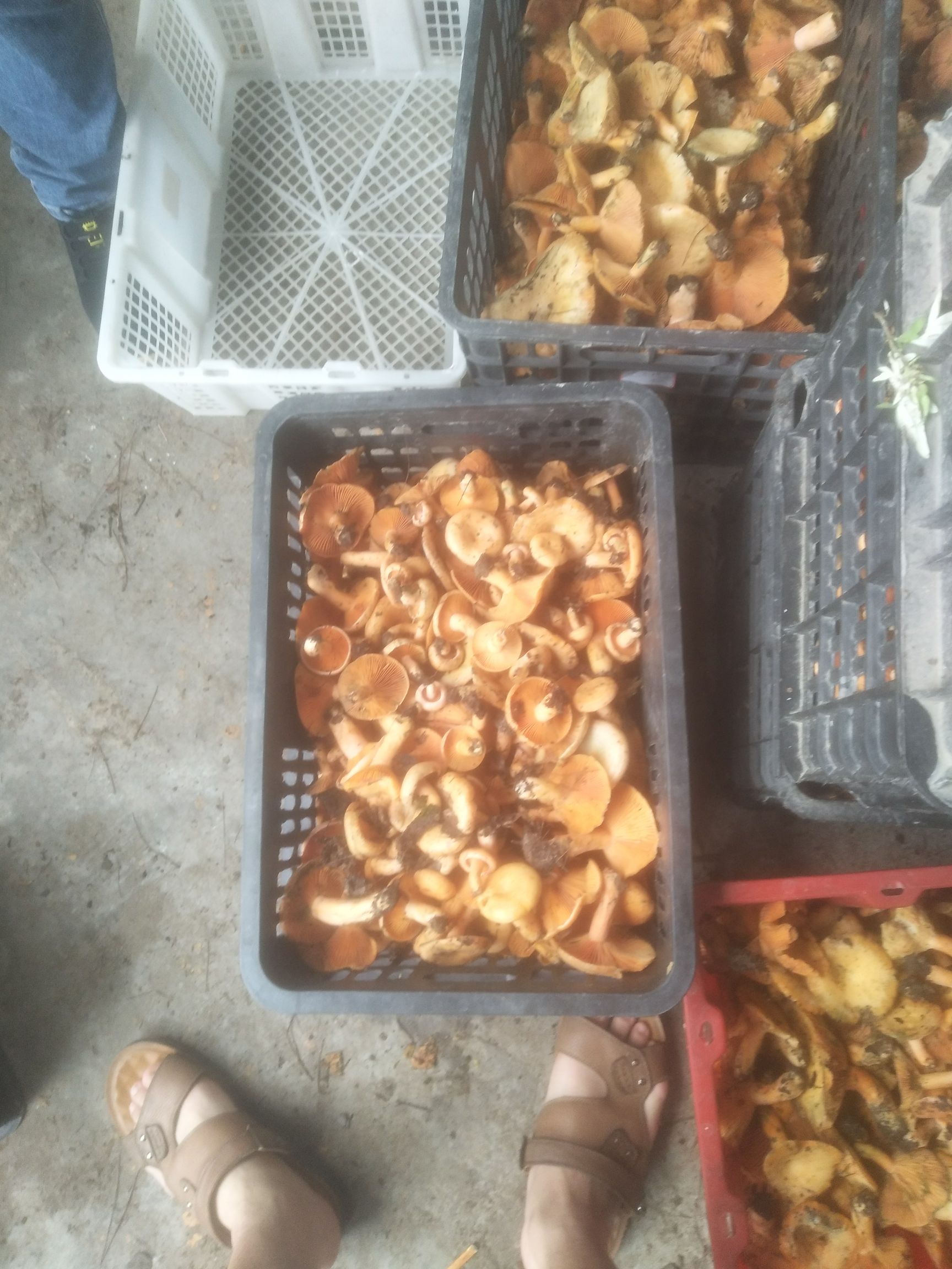 鲜平菇 有大量的菌菇。有需要的老板没