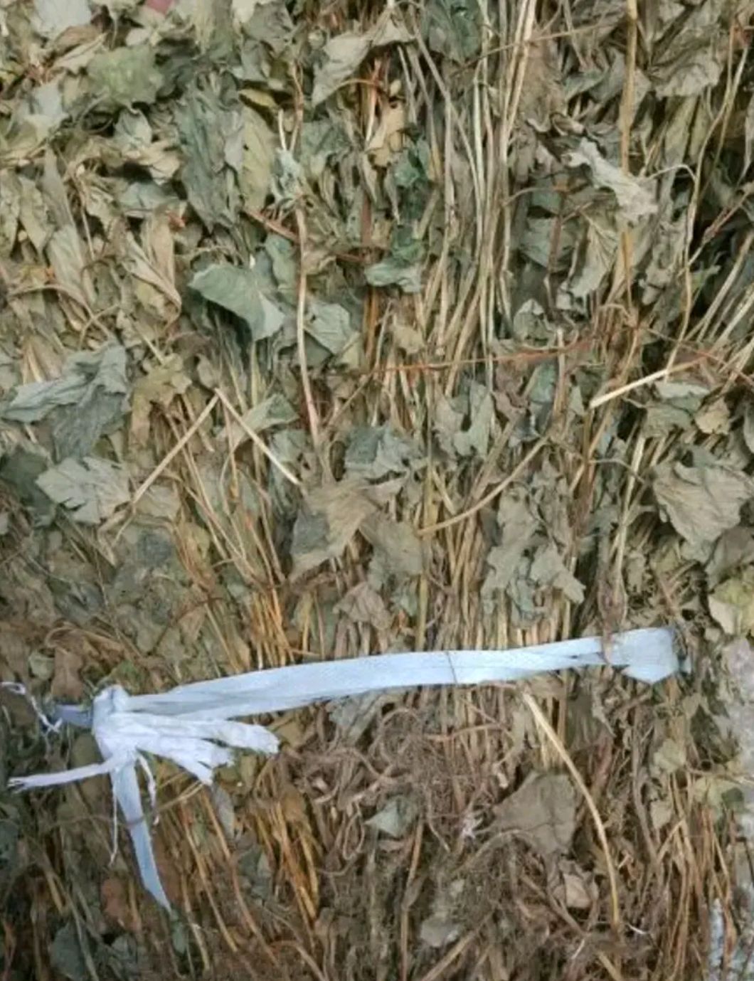  陕西秦岭鱼腥草，含量达标，量大从优！