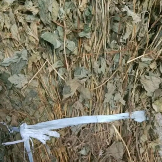 宁陕县 陕西秦岭鱼腥草，含量达标，量大从优！