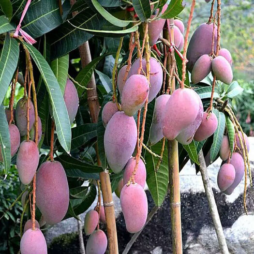 灵山县包邮，贵妃芒果苗，嫁接苗，营养杯苗，裸根苗，打土球苗。