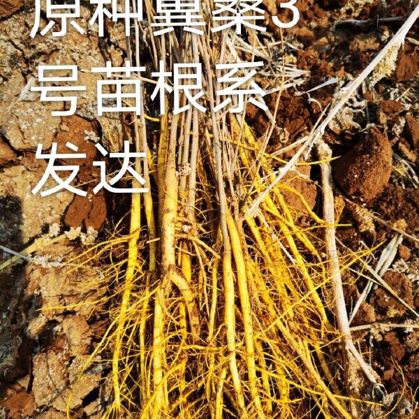 蛋白桑苗  北方最大的繁育基地，提供种子种苗、抗寒、抗沙化、