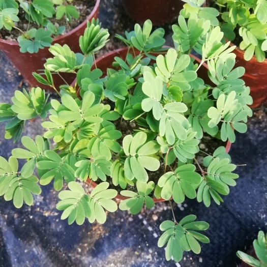 漳州含羞草种子 （包邮）含羞草小盆栽