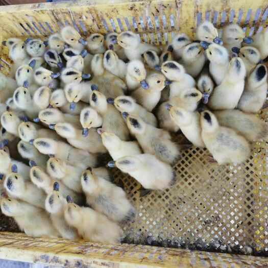 遵义 蛋鸭苗