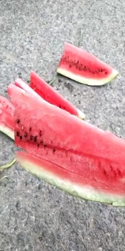 8424西瓜  【火爆】河南开封美都西瓜主产基地大量上市中