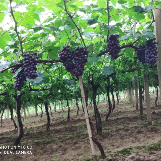 庐江县 大量夏黑葡萄上市，需要的联系