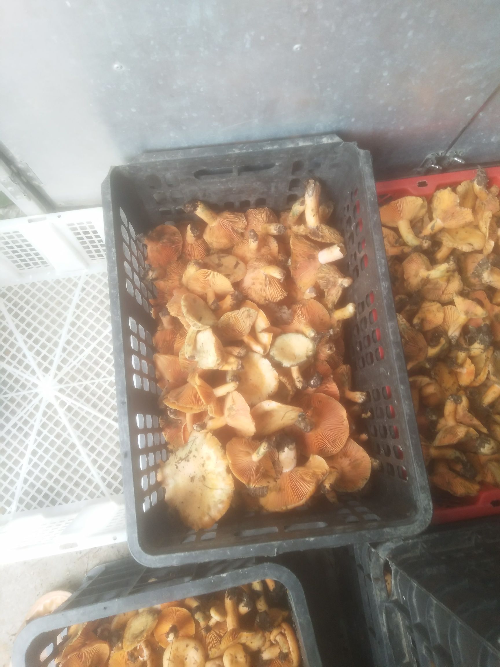 鲜平菇 有大量的菌菇。有需要的老板没