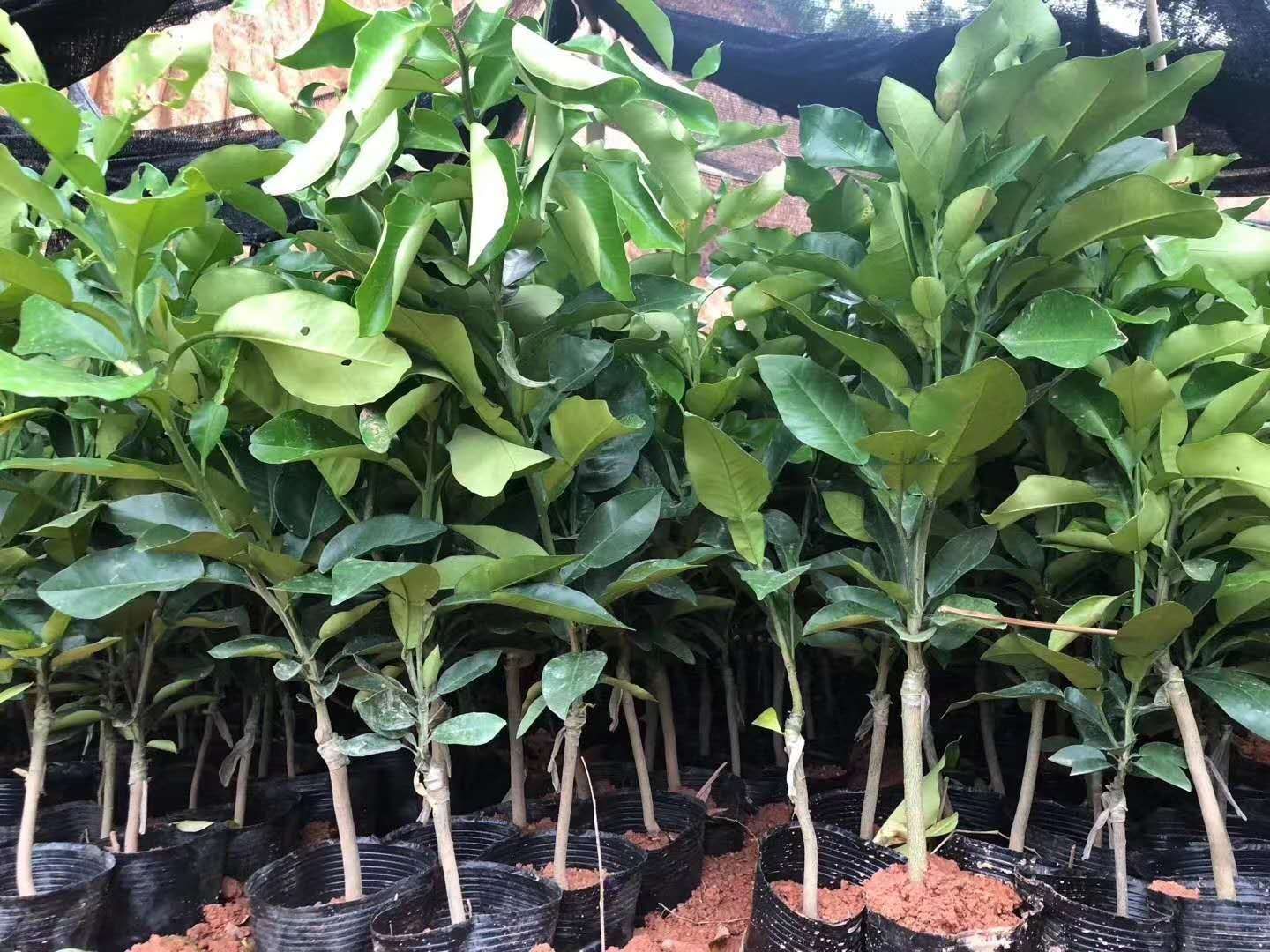 正品优质泰国红宝石柚苗，带营养杯发货包邮