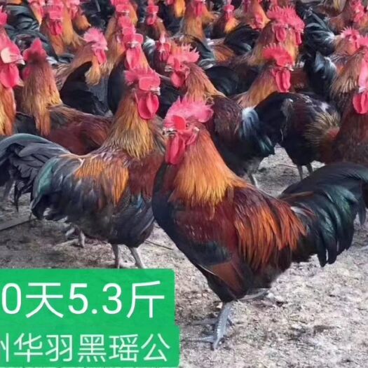 广州 广州市华羽禽业黑瑶公母鸡苗