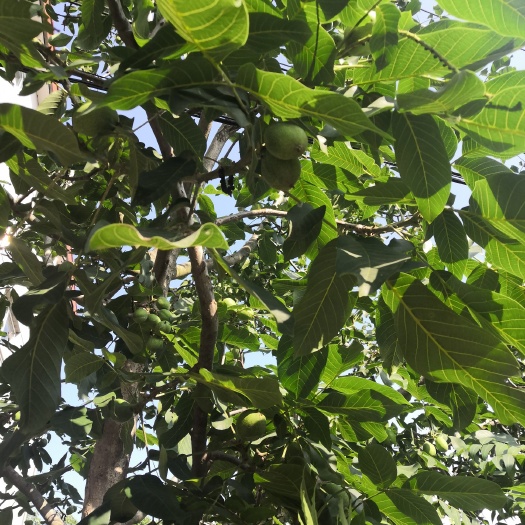 新沂市辽核一号核桃苗