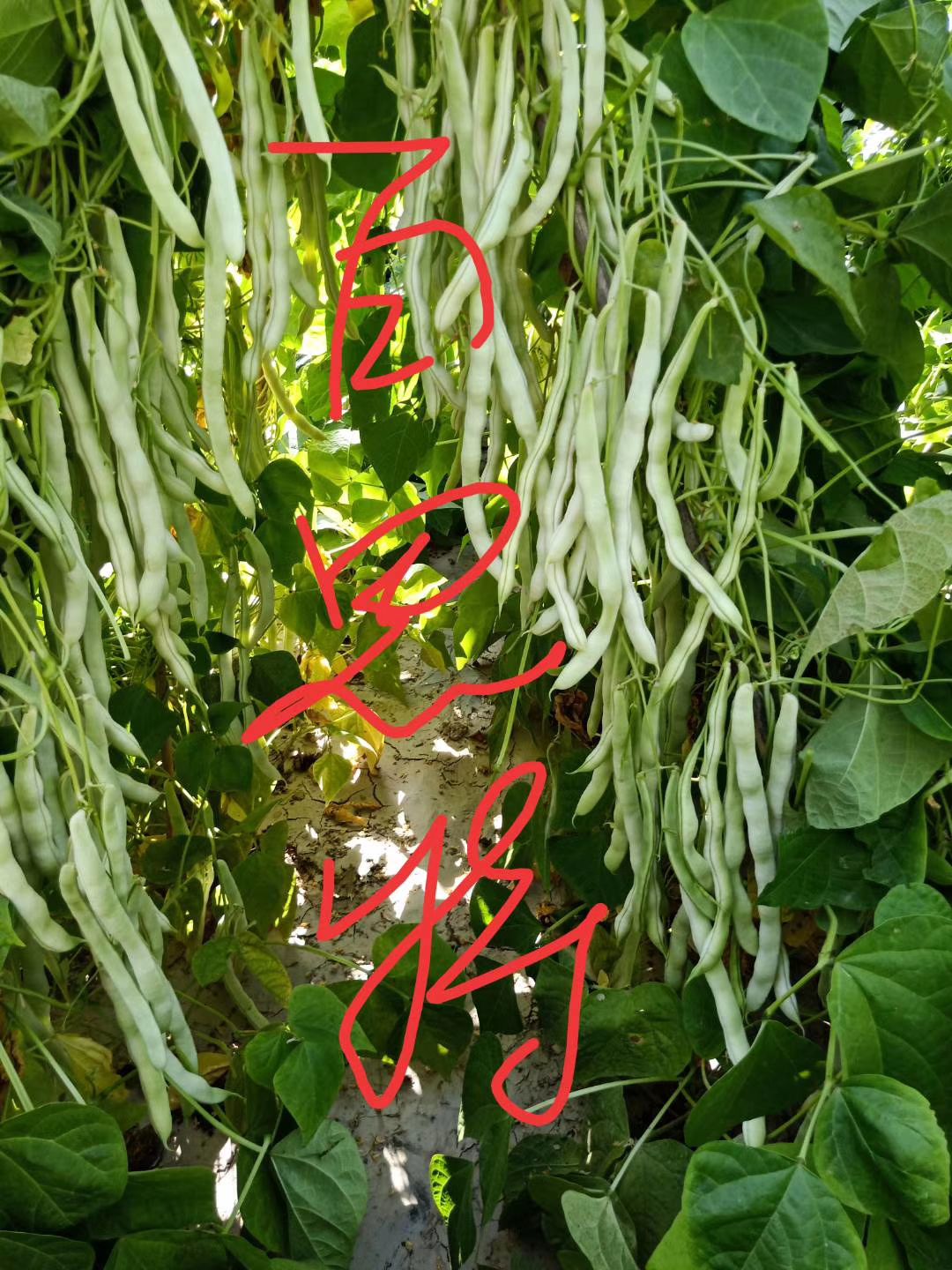 白芸豆  高产，抗病的品种蔬菜种子