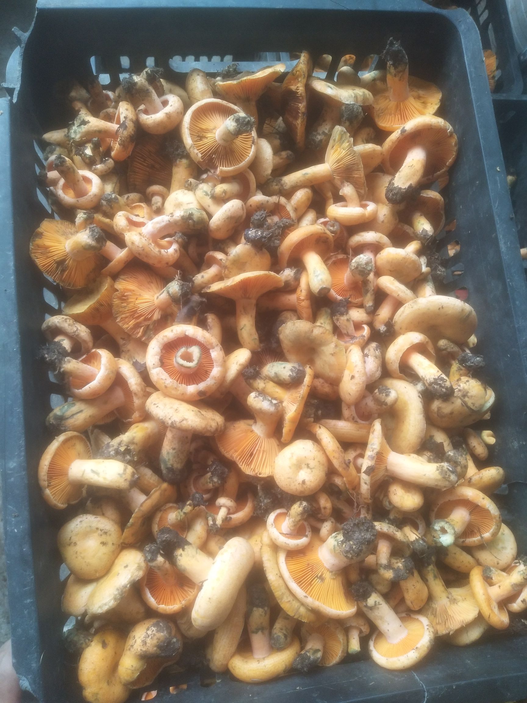 鲜平菇 有大量的菌菇。有需要的老板没