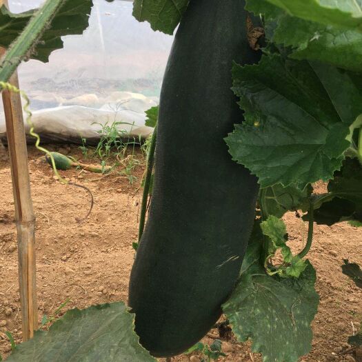 云梦县黑皮冬瓜 青皮吊挂，大棚的货。
