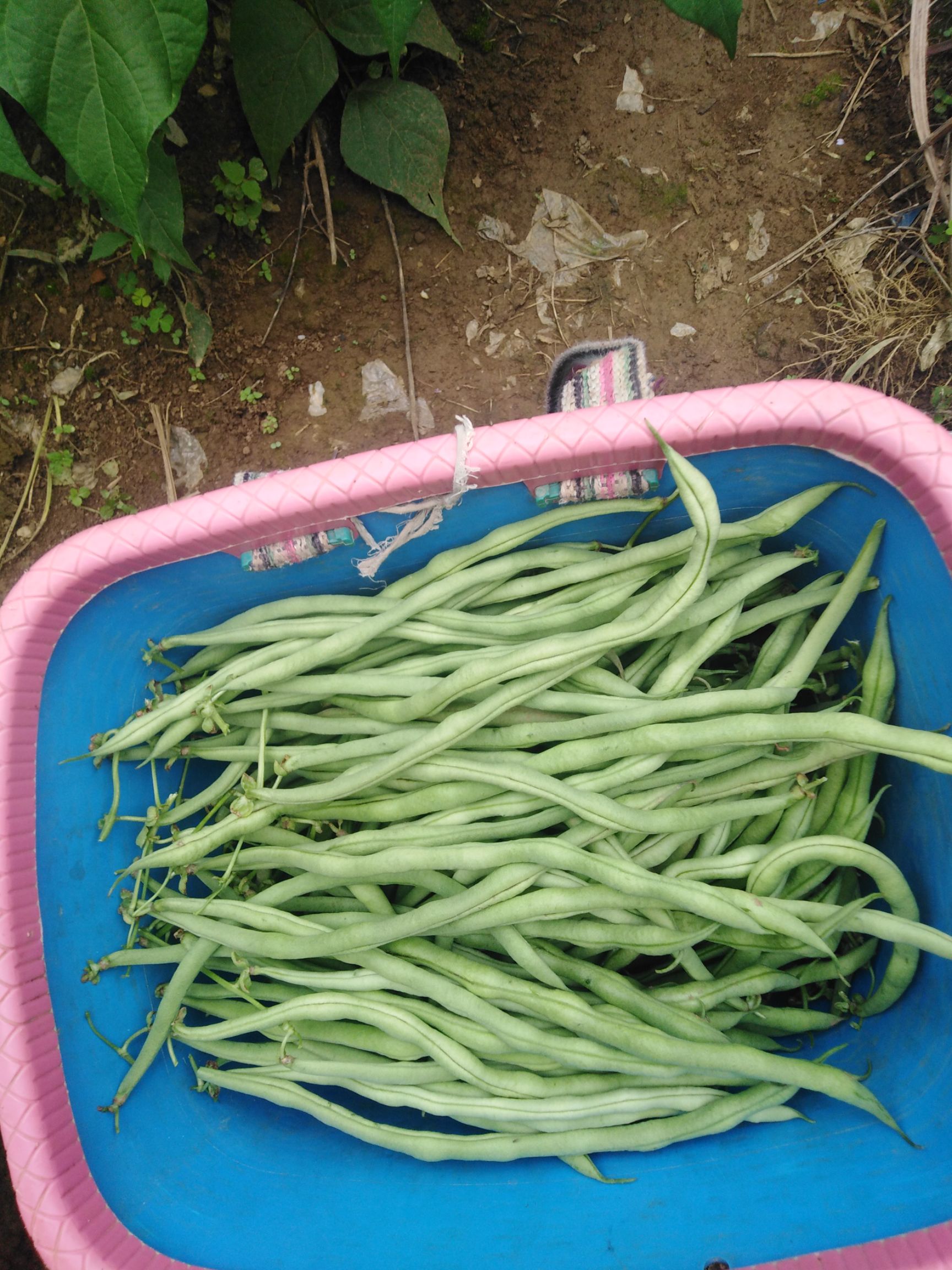 无筋豆角 无筋豆，7月开始采收。一百斤起