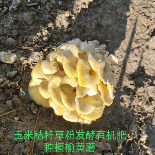 菌棒（不含菌种） 适合草腐菌（草菇、鸡腿菇等）种植基质