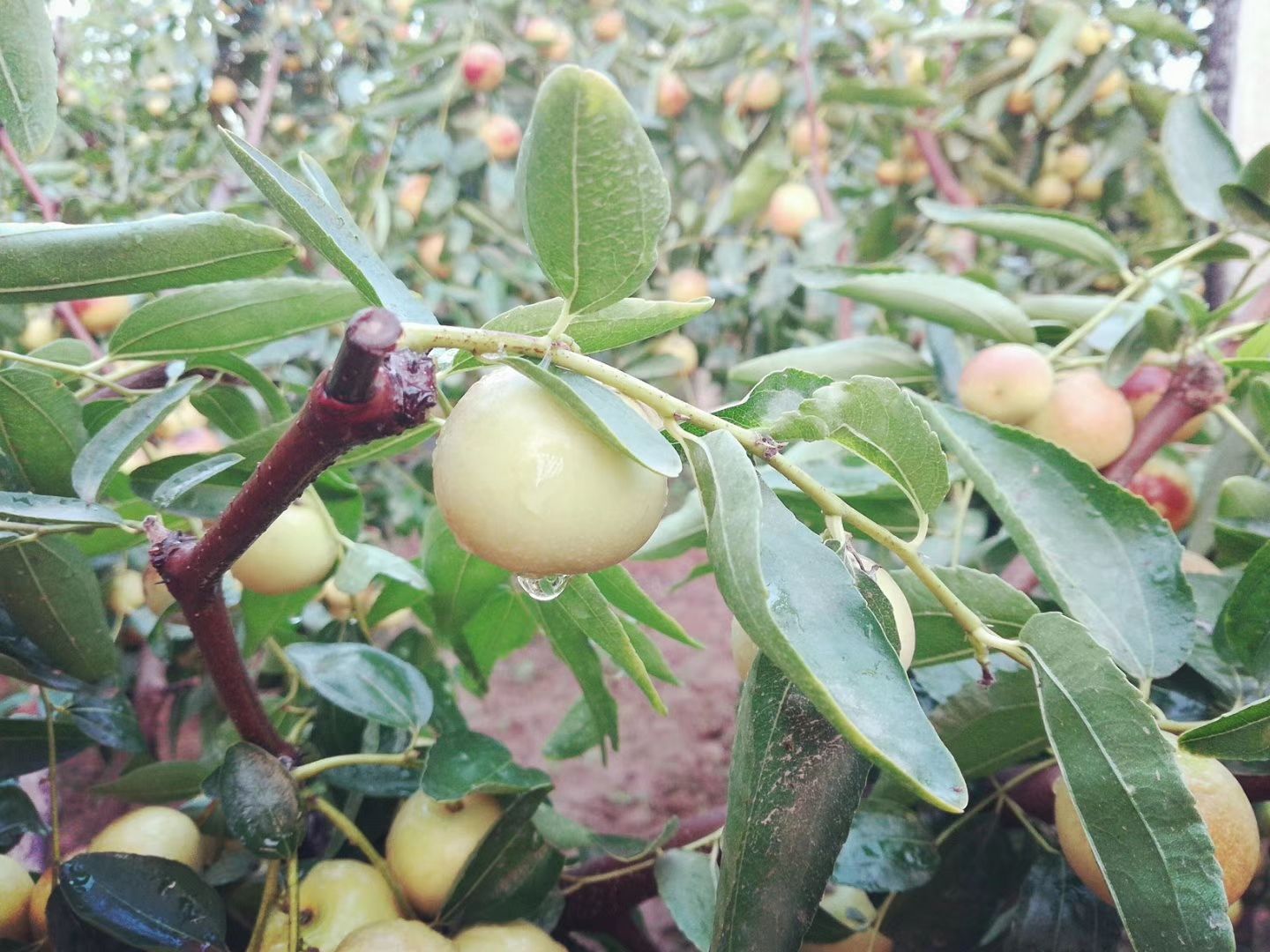 大荔冬枣 大荔 A级 温棚冬枣  精品 惊艳