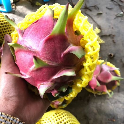 红心火龙果 地方特产  产地批发  物美价廉  欢迎订购