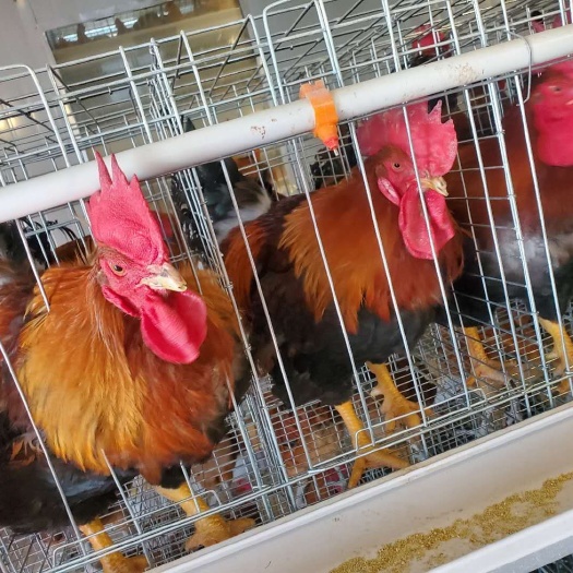 新郑市 鸡苗大，抗病毒能力强，价格美丽。