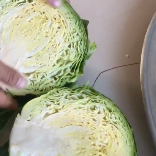 包菜  白菜甘蓝大面积上市，要货的老板们可以联系我
