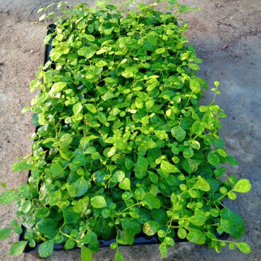 佛山九里香苗芳香绿植盆栽地被耐修剪