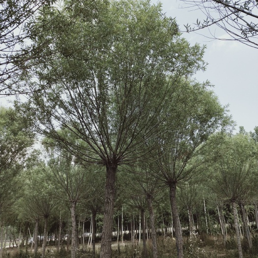馒头柳，发冒柳树，树形圆和似馒头，绿化极好，成活率高。