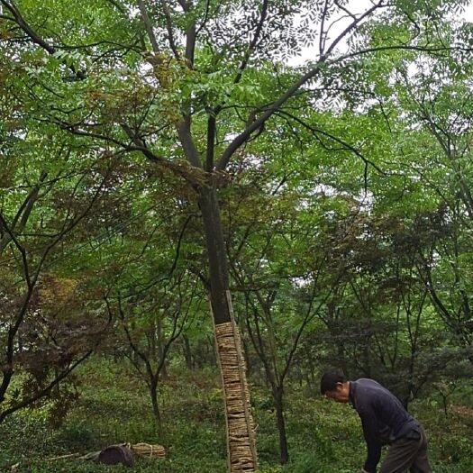 广德市普通栾树 黄山峦树