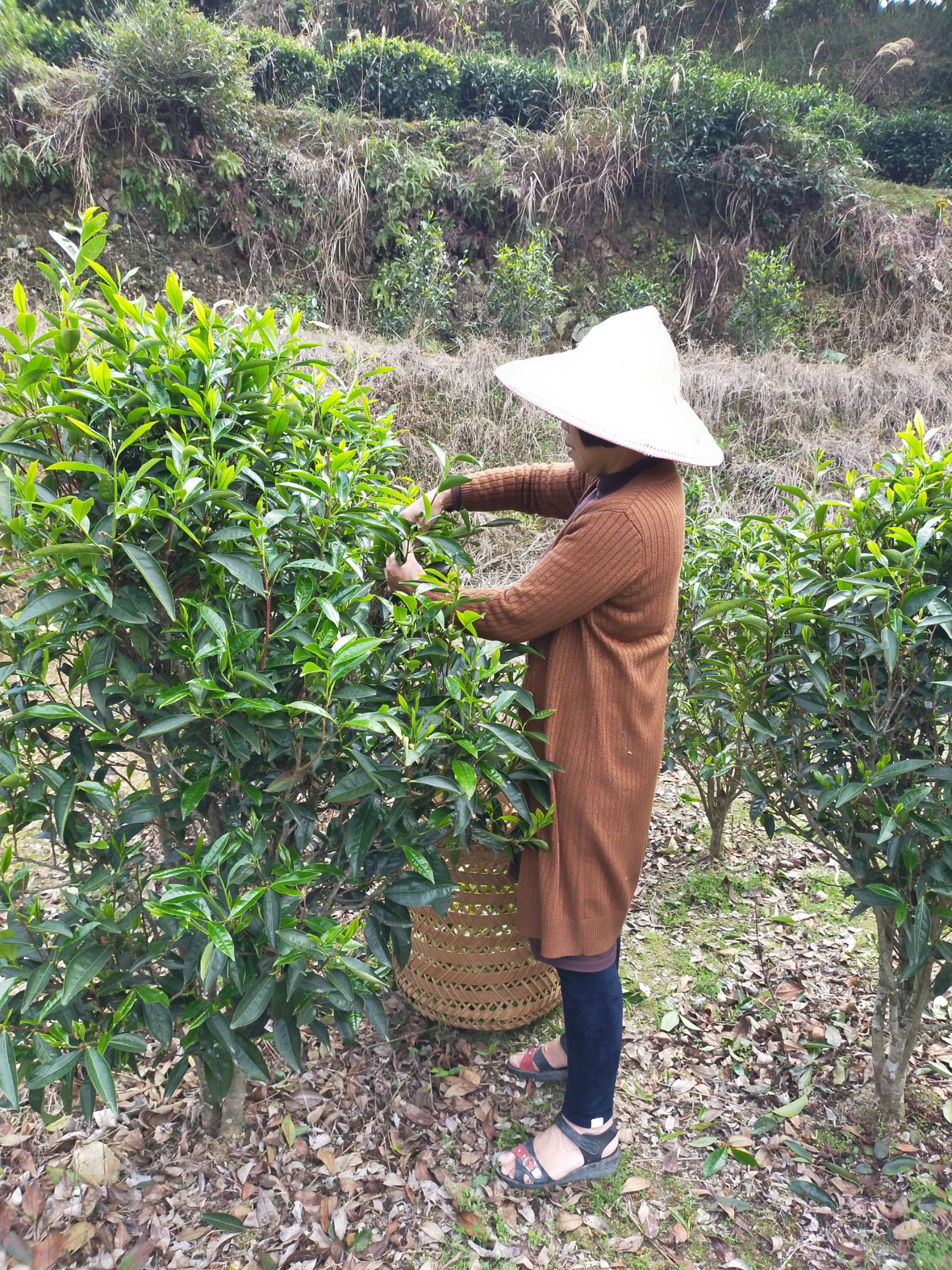 单丛茶  蜜兰香单枞，是凤凰单枞十大花蜜香型珍贵名枞之一