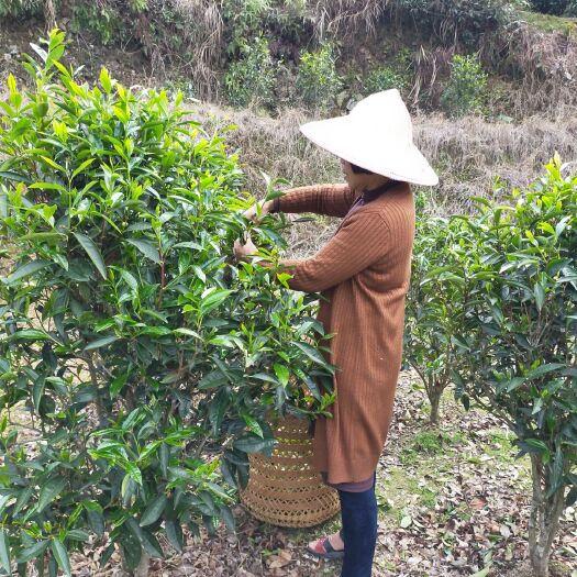 广州单丛茶  蜜兰香单枞，是凤凰单枞十大花蜜香型珍贵名枞之一