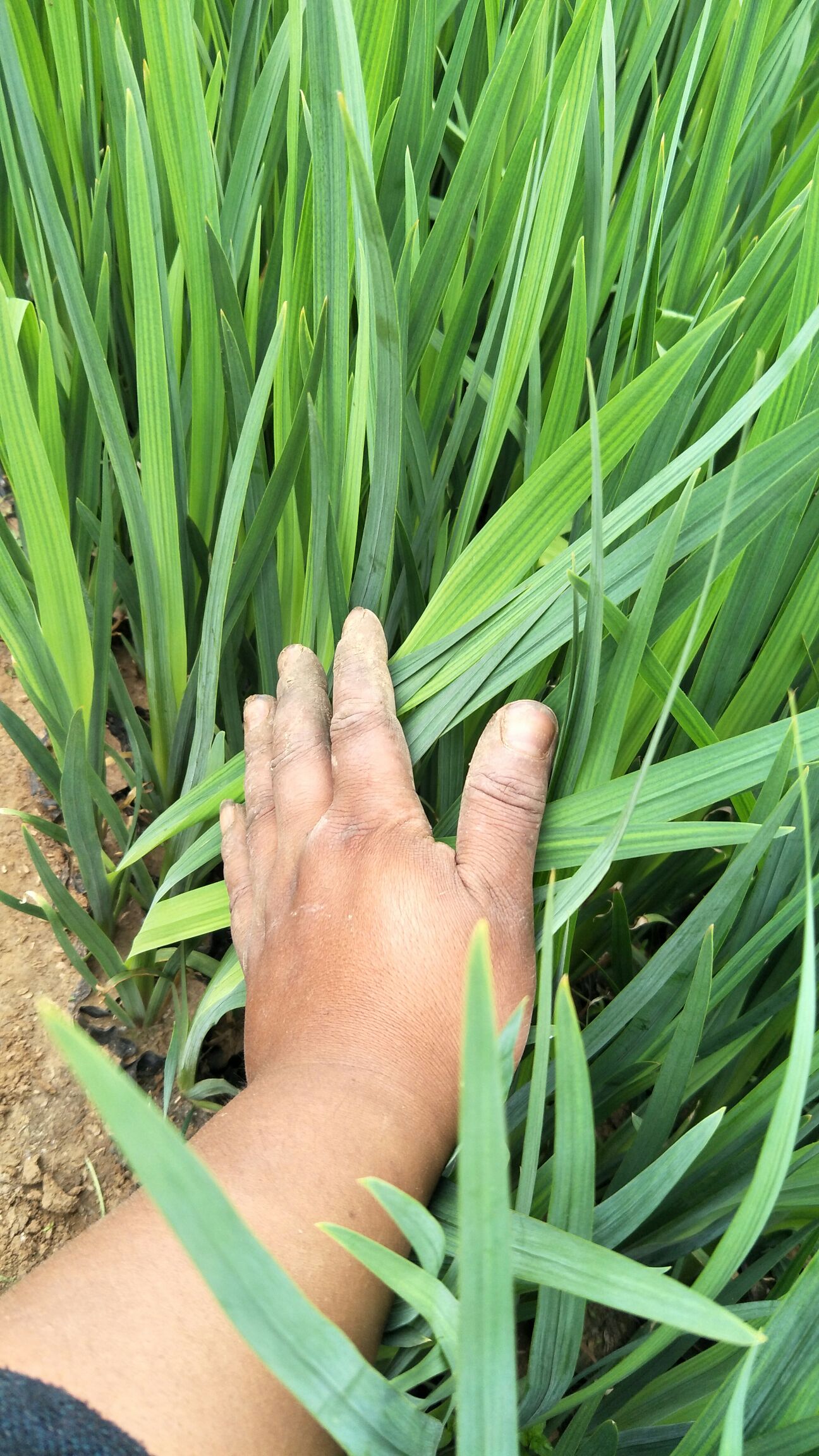 水生鸢尾，基地直供大量有货